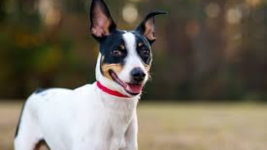 Rat Terrier