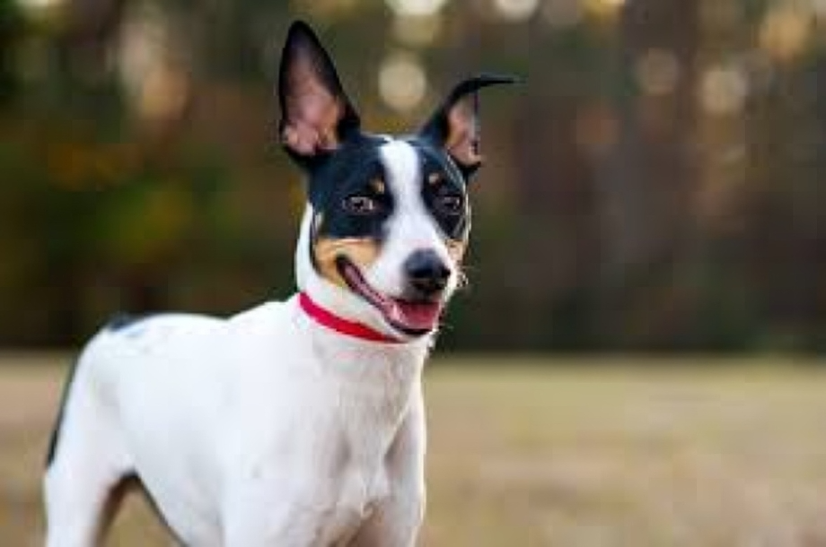 Rat Terrier