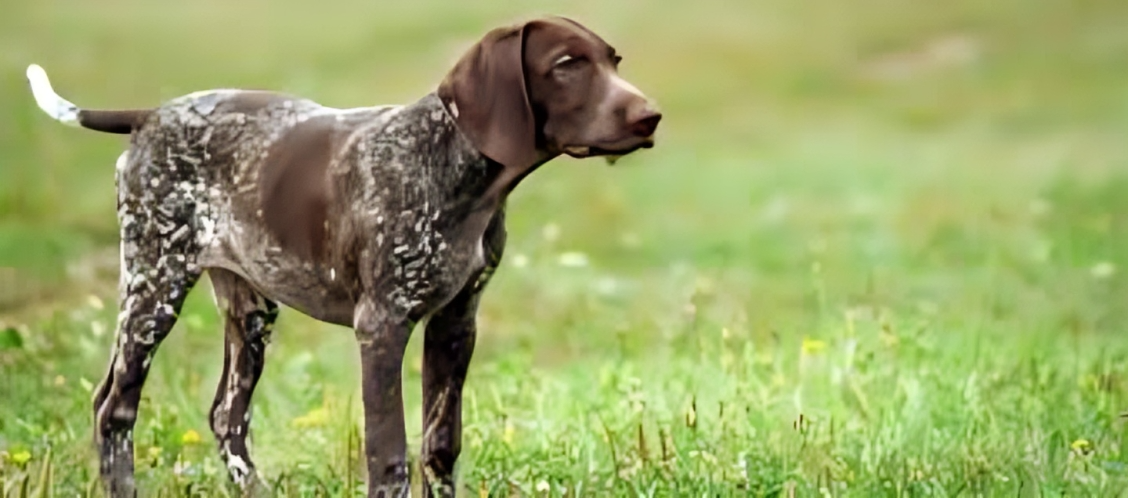 Cane da Caccia Tedesco